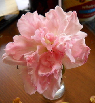 multinodal rose in a budvase on my desk